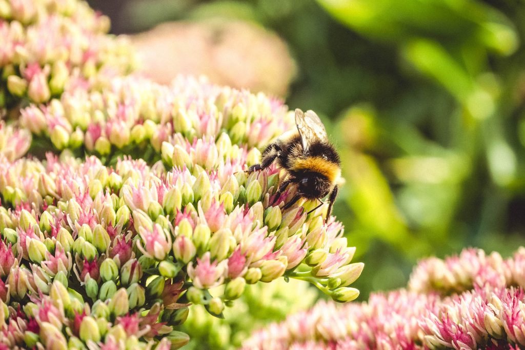 Image of honey bee on flower